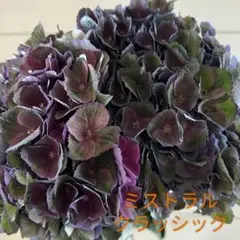 輸入アジサイ 苗 楽天市場】 アジサイ > アジサイ苗 > さかもと園芸 : フラワー