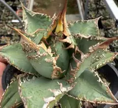 2025年最新】金蟾 アガベの人気アイテム - メルカリ