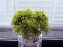 ゆゆゆぶり様 リクエスト 2点 まとめ商品