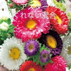 ダリア コラレット咲き 種 10粒 2種類のオマケたね付 - メルカリ 【種子】ダリア コラレット咲き ＋ おまけ種子付き