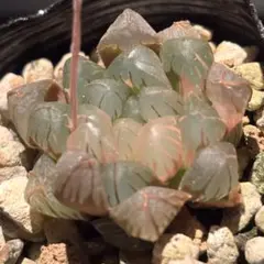 ミ*ー様 ハオルチア　オブツーサ錦　水中月錦　黄斑　多肉植物