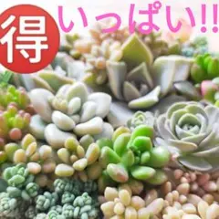 多肉植物 寄せ植え いっぱい!! カット苗 詰め合わせ ラブリーローズなど ②
