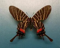 2025年最新】標本 シボリアゲハの人気アイテム - メルカリ