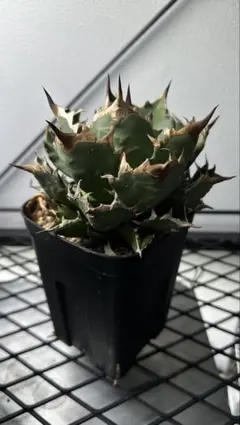 2026年最新】アガベ子株の人気アイテム - メルカリ