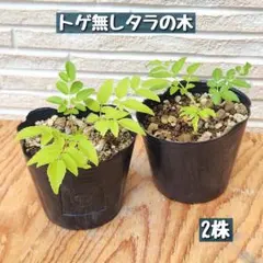 トゲ無しタラの木　2株　雌ダラ　タラの芽　②のサムネイル