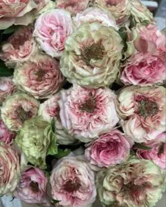 ❀ご購入前にコメントお願い致します❀ 輸入バラ リフレ 苗 切り花品種