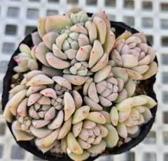 T-BEN❇️様 リクエスト 2点 まとめ商品