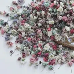 かすみ草ドライフラワー　蕾開きかけ　くすみmix