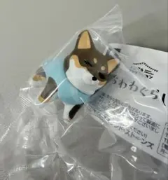 ちわわぐらし　チョコレートタン　チワワ