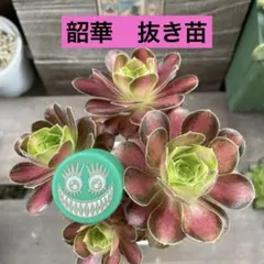 2026年最新】多肉植物 アエオニウム 韶の人気アイテム - メルカリ