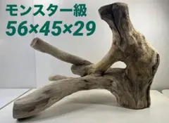 2026年最新】流木 特大の人気アイテム - メルカリ