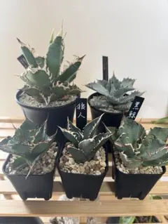 2025年最新】アガベセットうりの人気アイテム - メルカリ