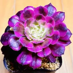 レア種❤️ビューティガール⑥❤️アエオニウム 多肉植物 抜き苗