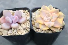 九*ん様 多肉植物2品種セット「桃卵&アプリコット錦」