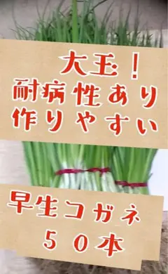 ジュンイチ様 リクエスト 2点 まとめ商品