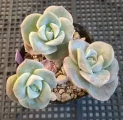 2025年最新】多肉ラブリーローズの人気アイテム - メルカリ