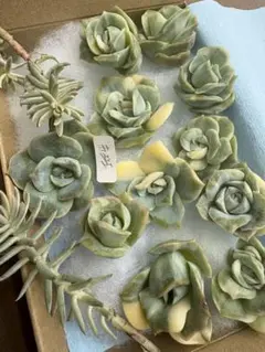 カット苗✨レア✨最高斑✨LadyRose錦♥️ 2025年最新】ラブリーローズ錦 赤斑の人気アイテム - メルカリ