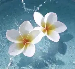 ☆珈琲様 ご希望ページ☆