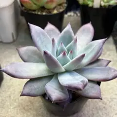 2025年最新】コロラータナウアラの人気アイテム - メルカリ