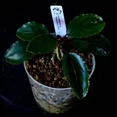 ブセファランドラ Bucephalandra sp.Mukok blackのサムネイル