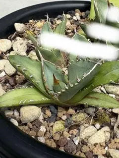 現地OaxacaOteroi山採れ種子 60粒 現地OaxacaOteroi山採れ種子 60粒 - メルカリ
