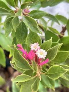 2025年最新】ブーゲンビリア 苗の人気アイテム - メルカリ