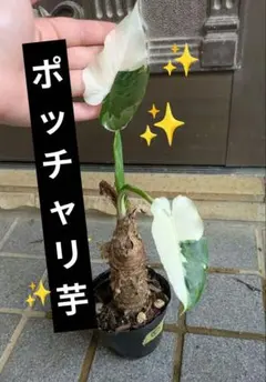 希少大株・アロカシア・オキナワシルバー/幹立ちタイプA７・無機質用土 希少大株・アロカシア・オキナワシルバー/幹立ちタイプA7