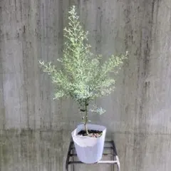 2025年最新】ユーカリフランスブルーレンガンの人気アイテム