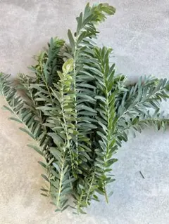 ミモザ　アカシア　ブルーブッシュ シルバーリーフ中サイズ