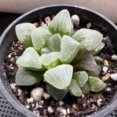 にゃろ☆プロフ読んでね☆様 リクエスト 2点 まとめ商品