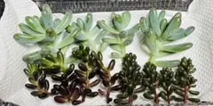 多肉植物　セダム　カット苗　詰め合わせ　寄せ植えセット　現品