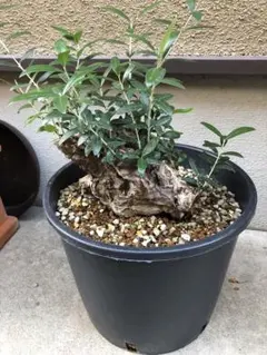 2025年最新】オリーブ古木の人気アイテム - メルカリ