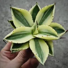 2026年最新】アガベcrownの人気アイテム - メルカリ