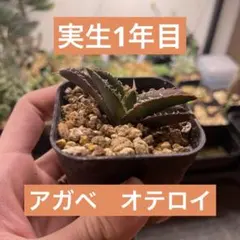 2026年最新】オテロイ実生の人気アイテム - メルカリ