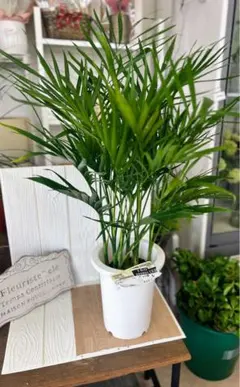 超特価！2鉢価格！メキシコケンチャヤシ　苗　苗木　観葉植物　7号鉢　複数株植え 超特価！2鉢価格！メキシコケンチャヤシ 苗 苗木 観葉植物 7号鉢 複数