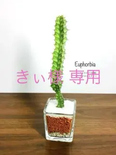 きぃ様リクエスト 2点 まとめ商品