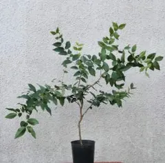 2026年最新】ジャボチカバの人気アイテム - メルカリ