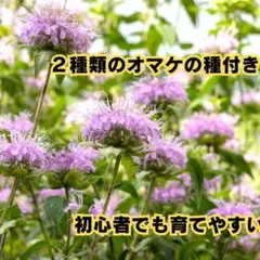 モナルダ ワイルドベルガモット 種 ３０粒 ２種類の花種オマケ付き