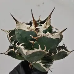 2026年最新】アガベ陽炎の人気アイテム - メルカリ