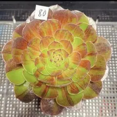2026年最新】花月夜 アエオニウムの人気アイテム - メルカリ
