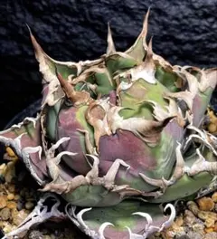 2026年最新】アガベチタノタシーザーの人気アイテム - メルカリ