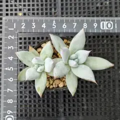 多肉植物 メキシカンジャイアント　抜き苗のサムネイル