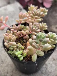 T*a様 赤ずきん 抜き苗 つぶつぶ屋 多肉植物 エケベリア セダム - メルカリ