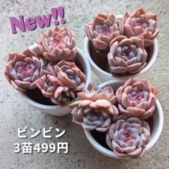 くりりん様 リクエスト 2点 まとめ商品