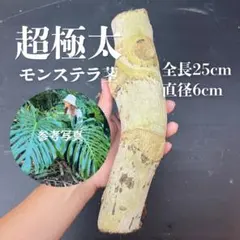 極太モンステラ 茎 30cm 親株写真あり 大型株 デリシオーサ - メルカリ