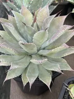 アガベ 血雨雷神 美株 ハイブリッド マンガべ 血雨雷神 | つべるふブログ 多肉生活 2021〜