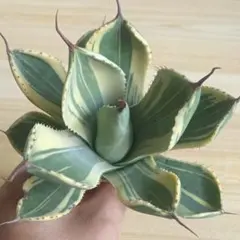 今日だけ　破格　選抜株　最終　[引き取り可能]　パリートランカータ　パリー 選抜株 最終 [引き取り可能] パリートランカータ パリー アガベ