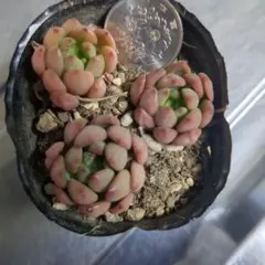 エケベリア 『ピンクルルビー』 抜き苗 多肉植物 - メルカリ