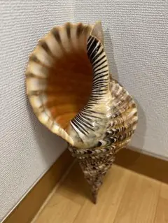 2026年最新】法螺貝の人気アイテム - メルカリ