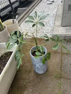 셰플러 카폭